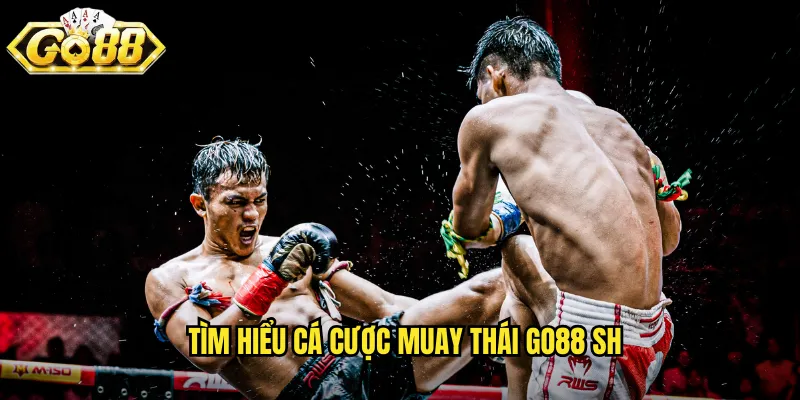 Tìm hiểu cá cược muay thái go88 sh